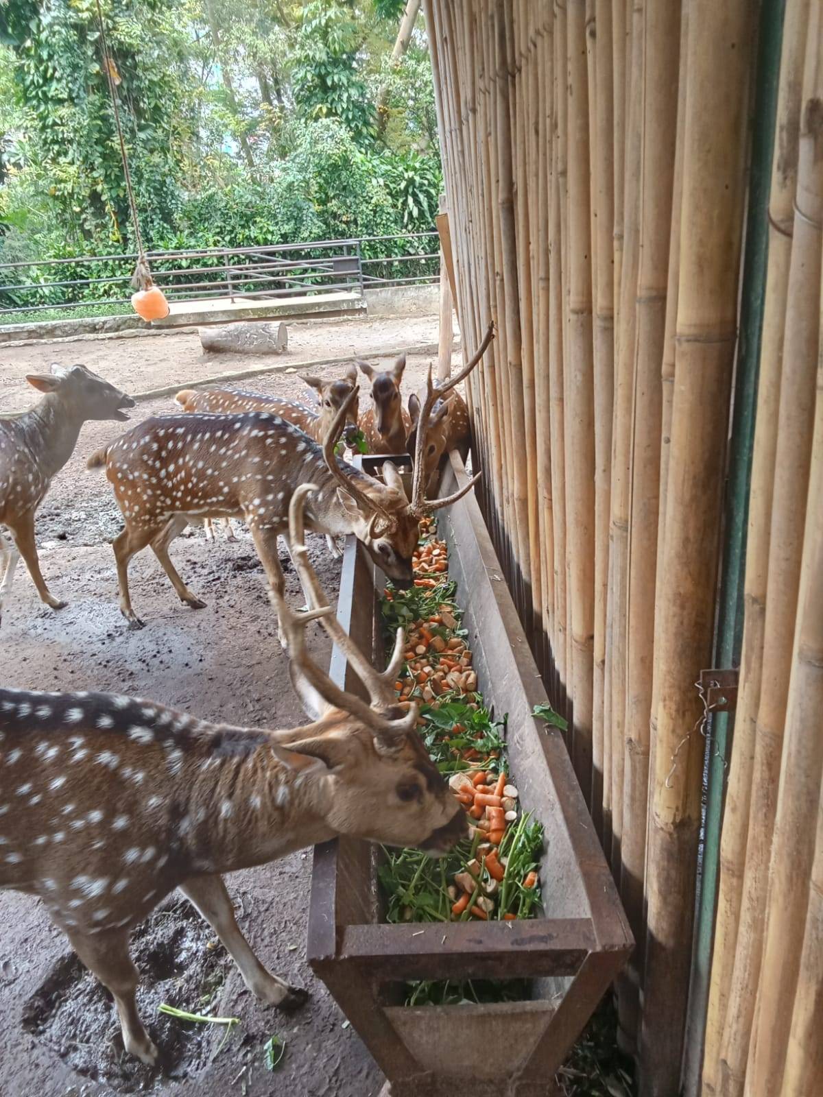 Bandung Zoo Buka Hari Ini, Penuhi Tuntutan Kurikulum Sekolah